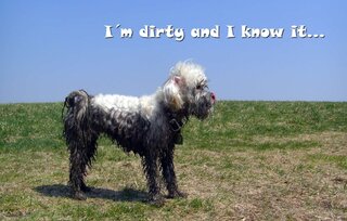 Trimsalon Doggy Styling - Dirty dog