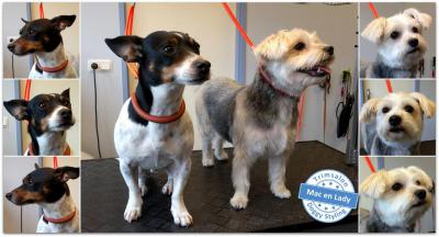 Trimsalon Doggy Styling - Mac en Lady