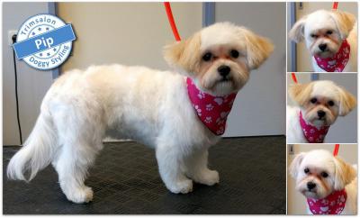 Trimsalon Doggy Styling - Pip