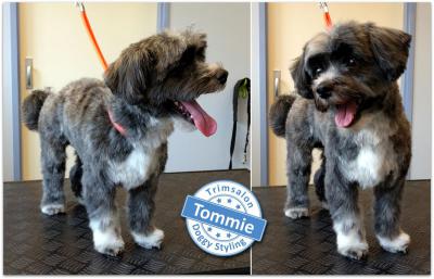 Trimsalon Doggy Styling - Tommie