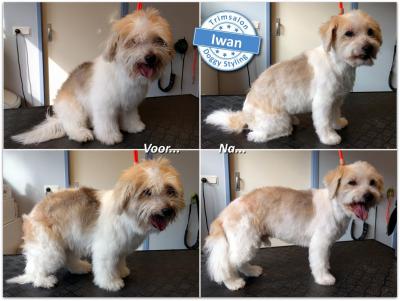 Trimsalon Doggy Styling - Iwan