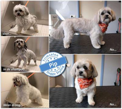 Trimsalon Doggy Styling - Pip