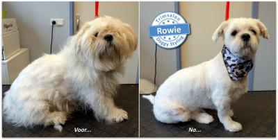 Trimsalon Doggy Styling - Rowie
