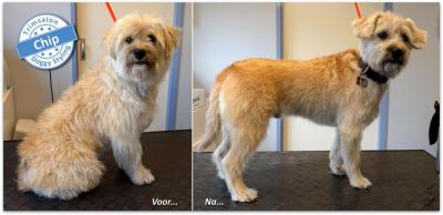 Trimsalon Doggy Styling - Chip