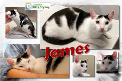Trimsalon Kitty Styling - James