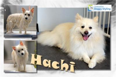 Trimsalon Doggy Styling - Hachi