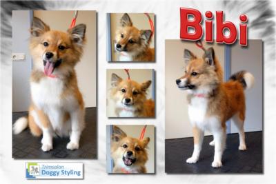 Trimsalon Doggy Styling - Bibi
